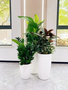 热选宁波鄞州盆景租赁，优质服务满足多样需求！